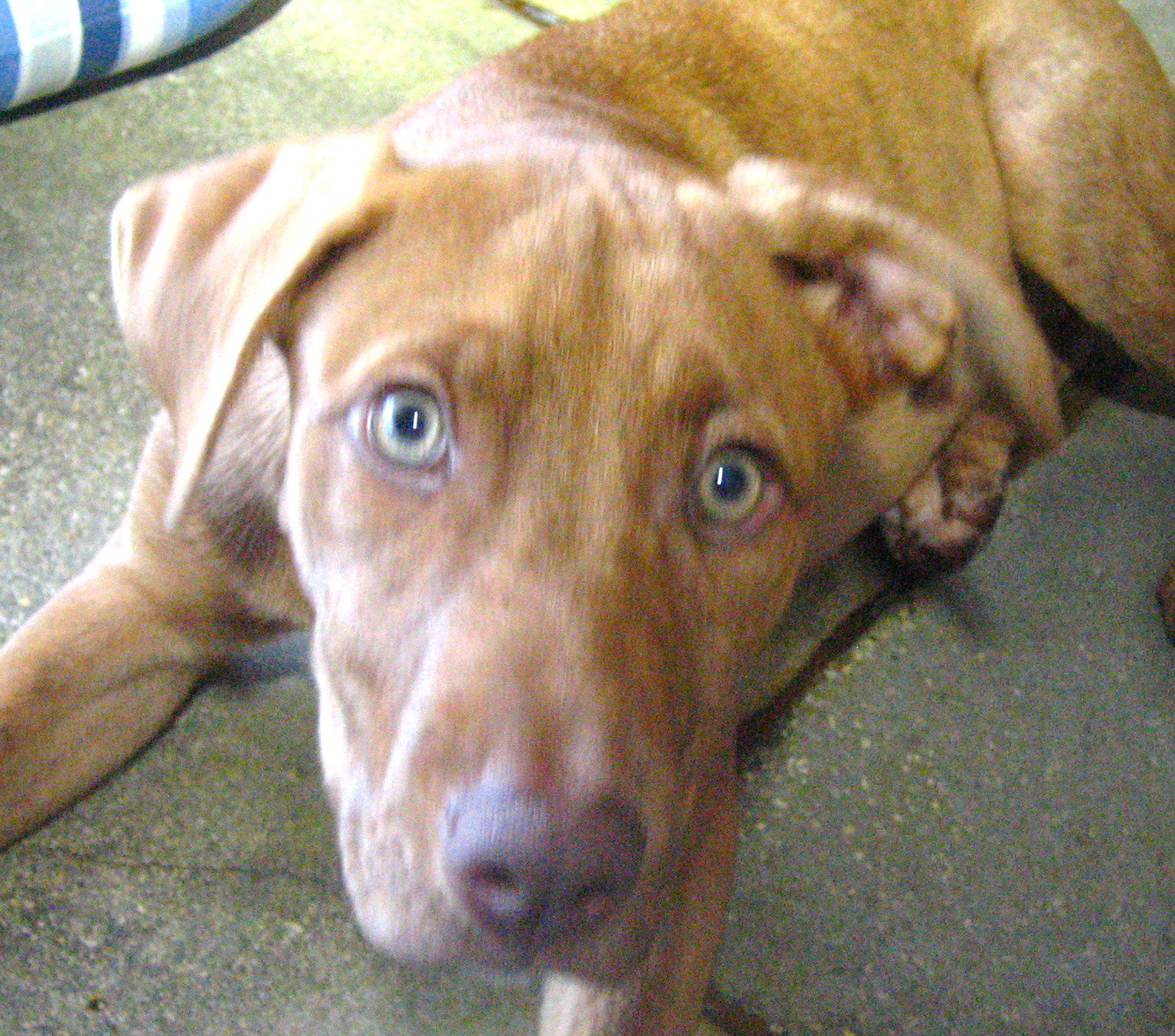 SLC pet of the week